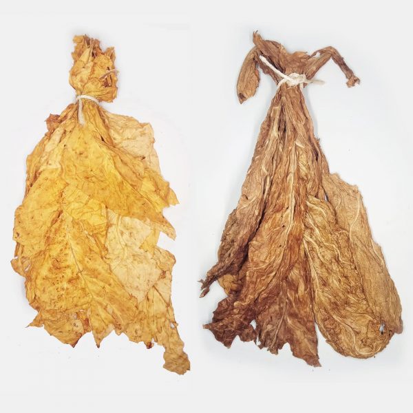 feuilles de tabac Winston