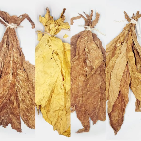 feuilles de tabac Marlboro